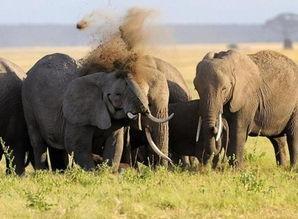 河南大象新闻一线爆料最新消息,最新爆料揭示惊人真相!